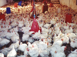 nakis poultry breeder feed