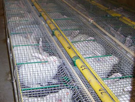 nakis rabbit farm feed