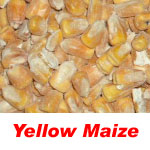 yellow maize